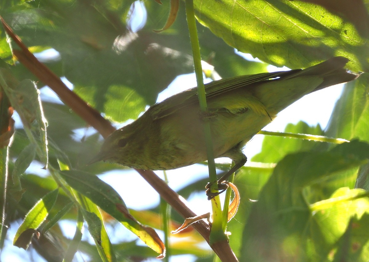 Tennessee Warbler - ML487735641