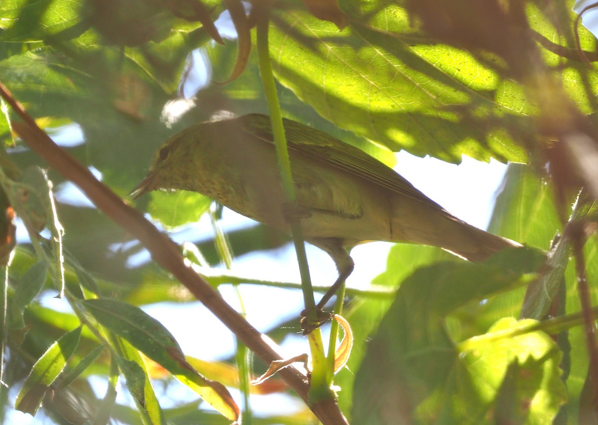 Tennessee Warbler - ML487735651
