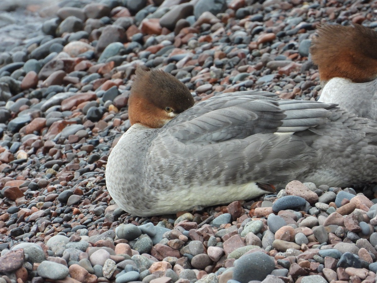 Gänsesäger - ML487735901