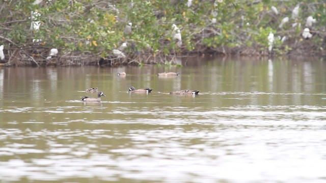 Blue-winged Teal - ML487736