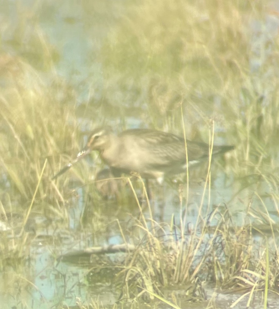 Hudsonian Godwit - ML487736081