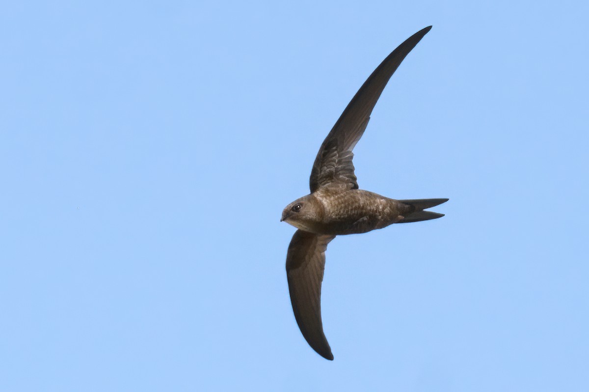 Plain Swift - ML487736731