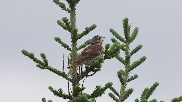 Fox Sparrow - ML487737221