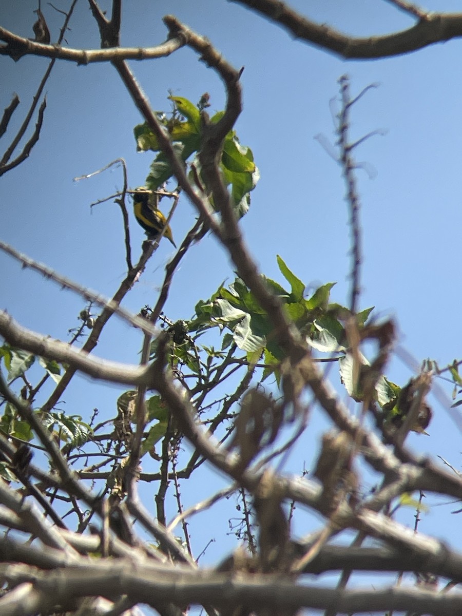 Yellow-crowned Bishop - ML487737341