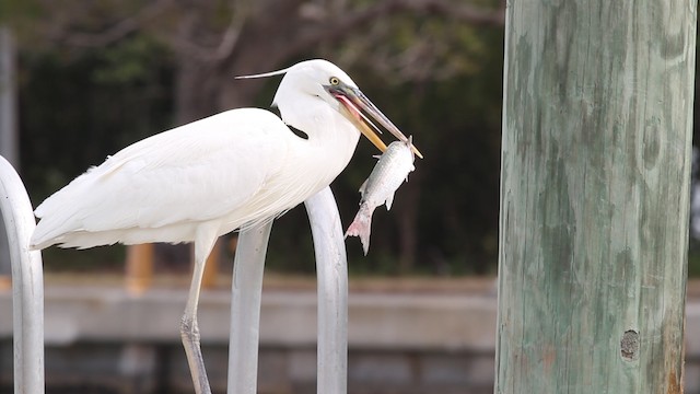 herodiashegre (occidentalis) - ML487739