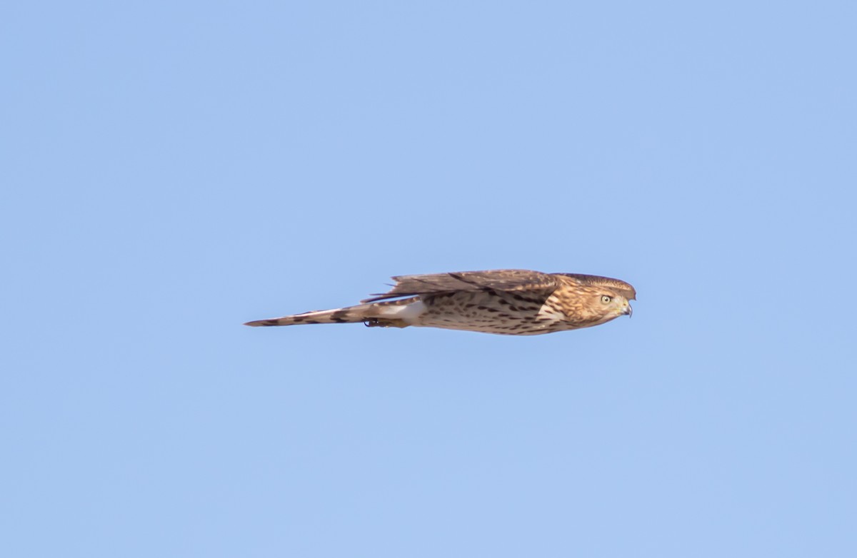 Cooper's Hawk - ML487739351