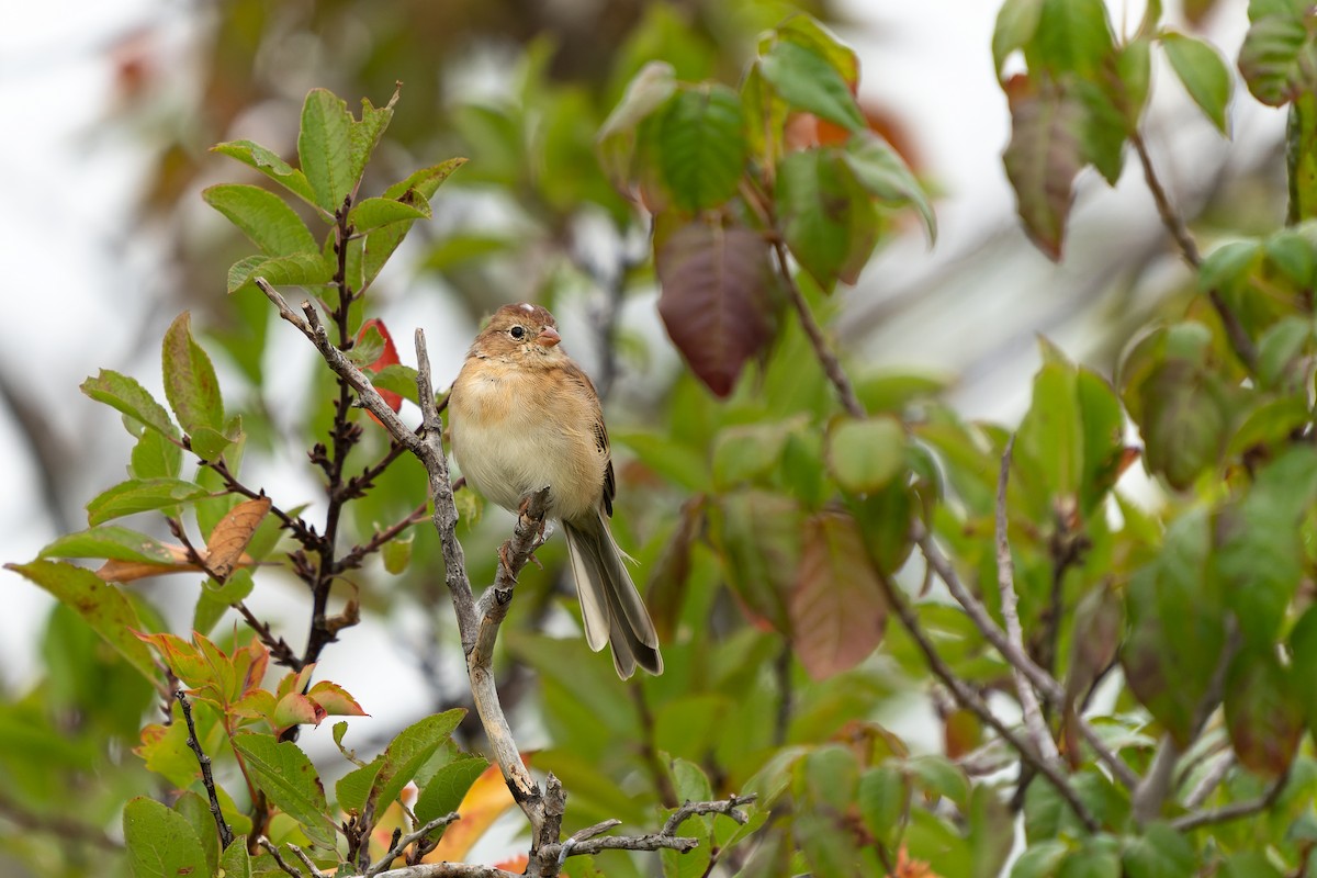 Field Sparrow - ML487739851