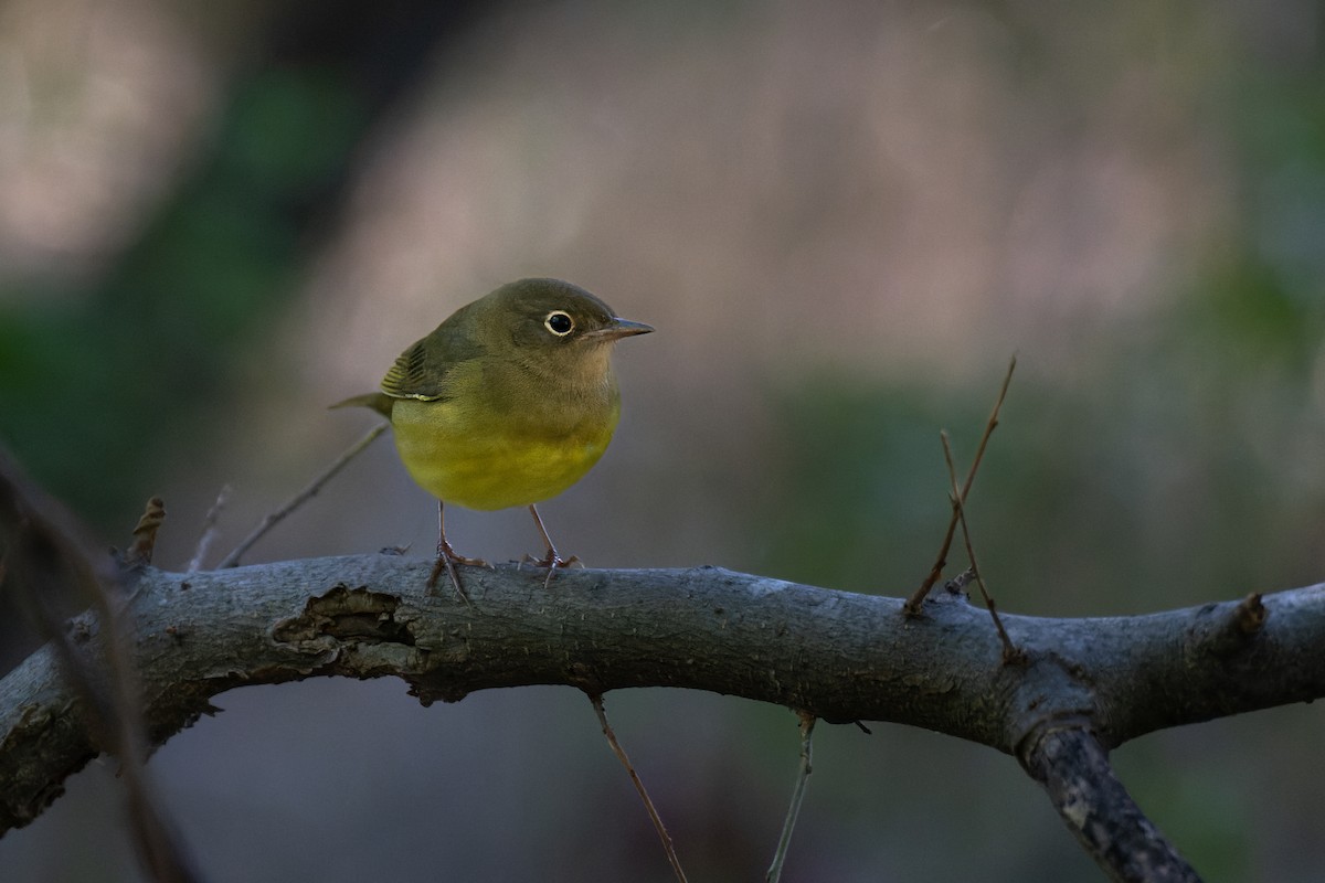 Connecticut Warbler - ML487739961