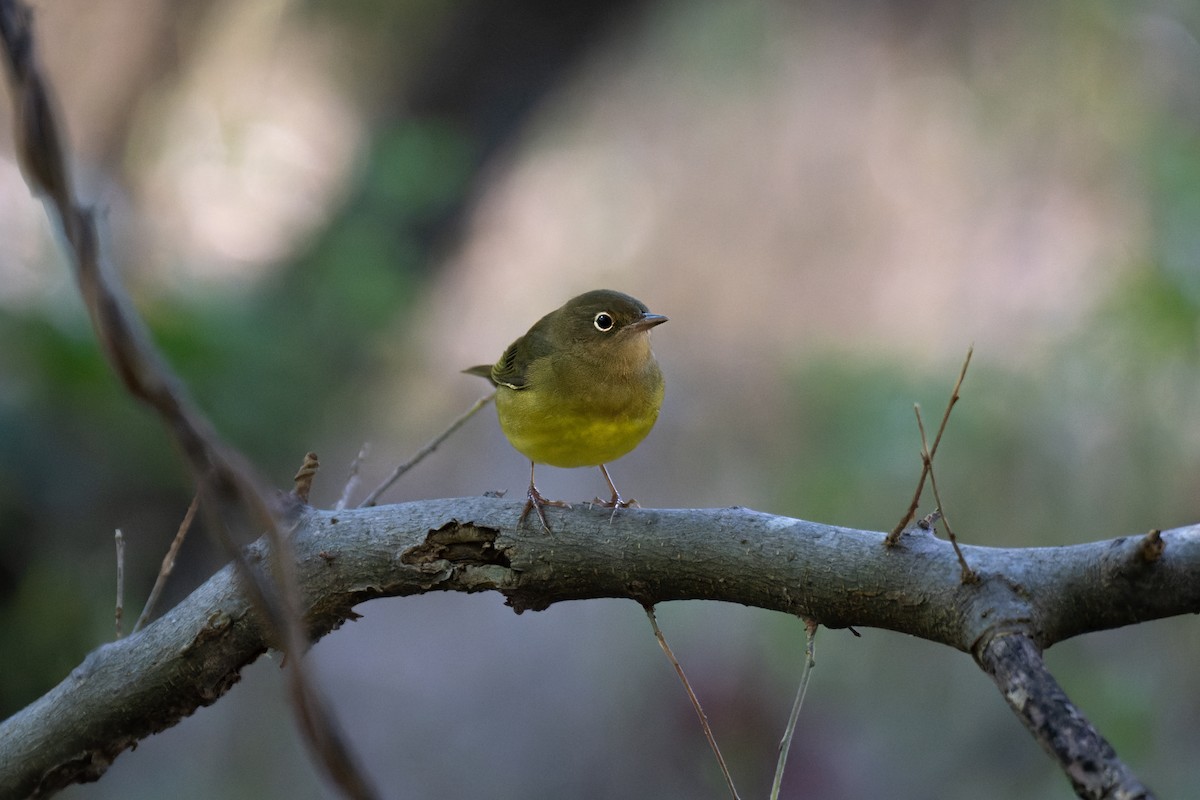 Connecticut Warbler - ML487739971