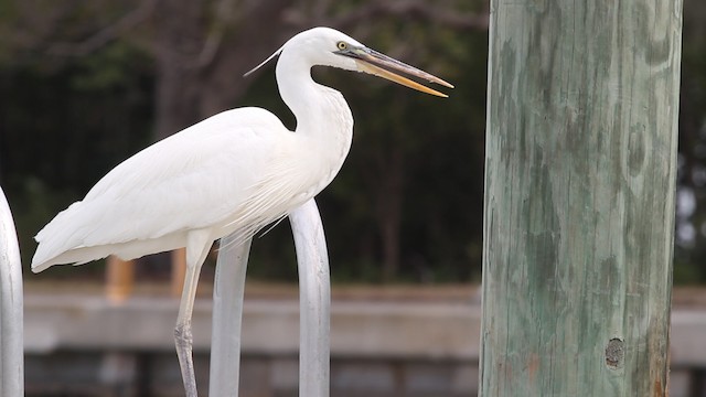 Great Blue Heron (Great White) - ML487740