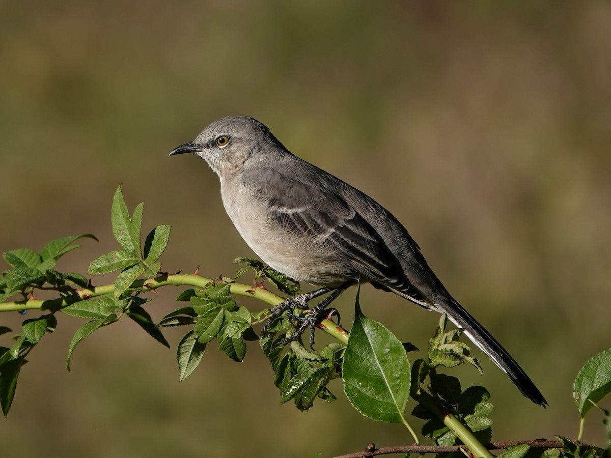 Northern Mockingbird - ML487740991