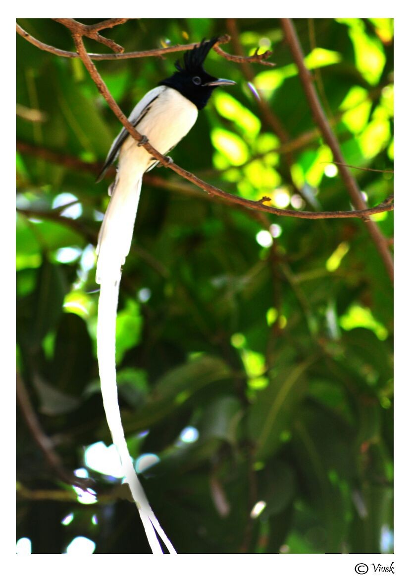 lejskovec rajský - ML48774251