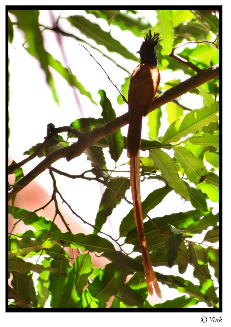 lejskovec rajský - ML48774261