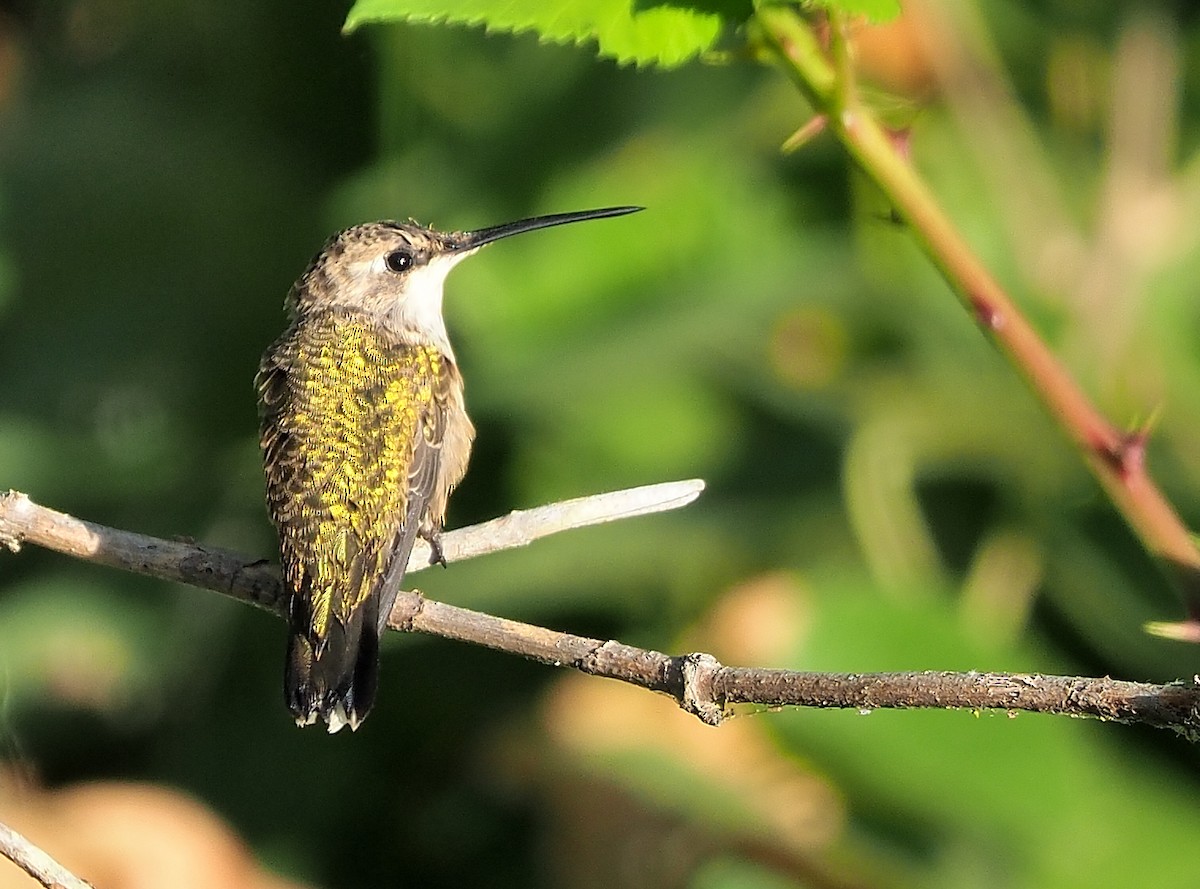 Colibri à gorge noire - ML487742641