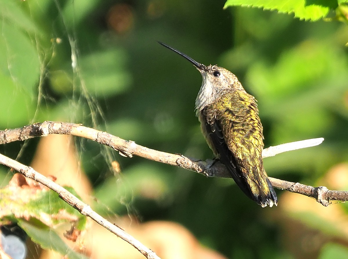 Black-chinned Hummingbird - ML487742651