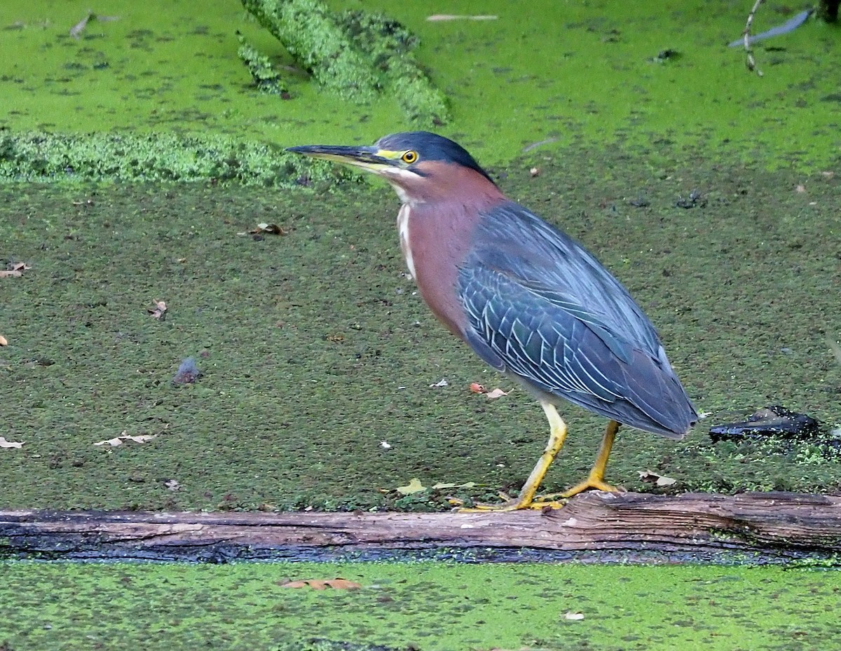 Green Heron - ML487742701