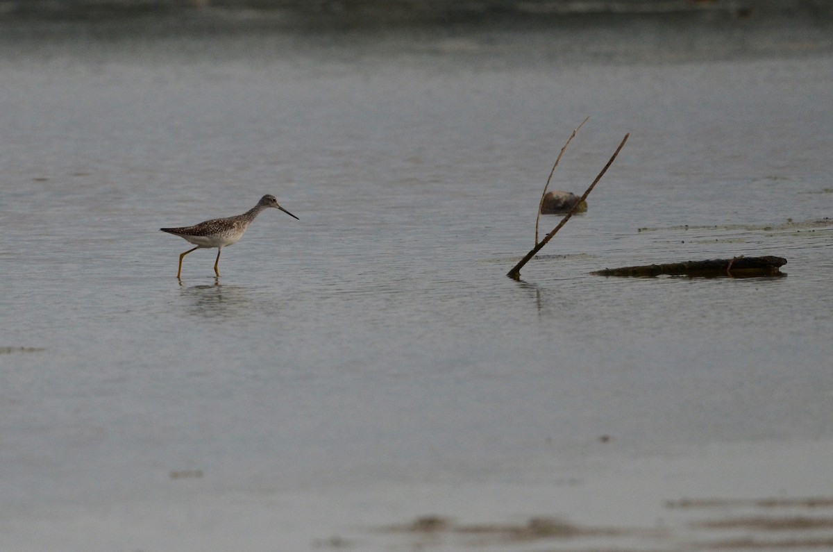 Lesser Yellowlegs - ML487744181