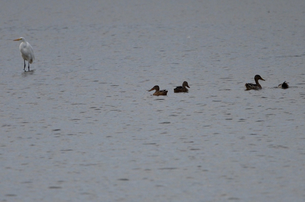 Northern Shoveler - ML487744191