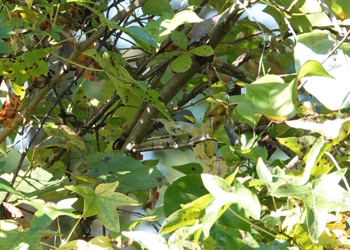 Golden-winged Warbler - ML487744211