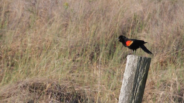 Red-winged Blackbird (Red-winged) - ML487746