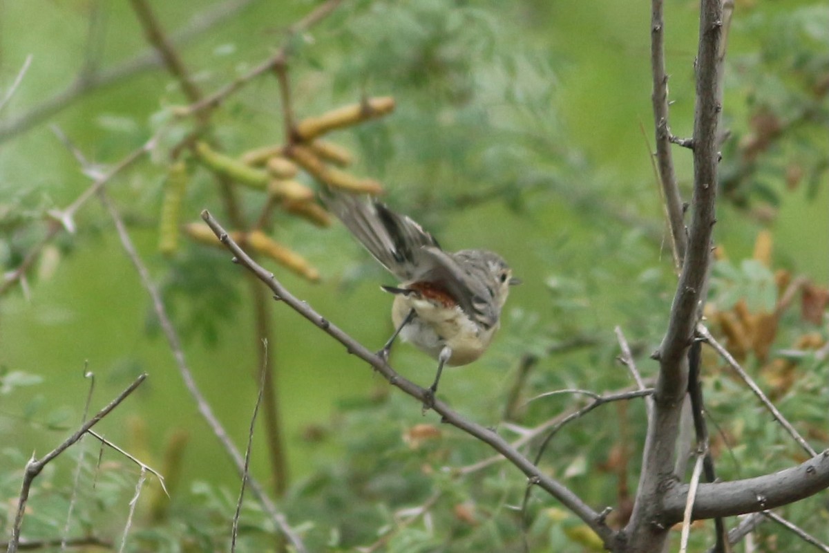 Lucy's Warbler - ML487746401