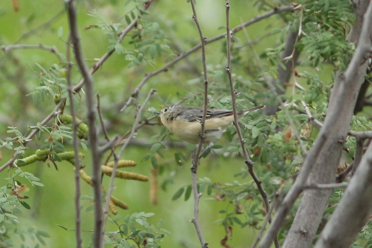 Lucy's Warbler - ML487746421