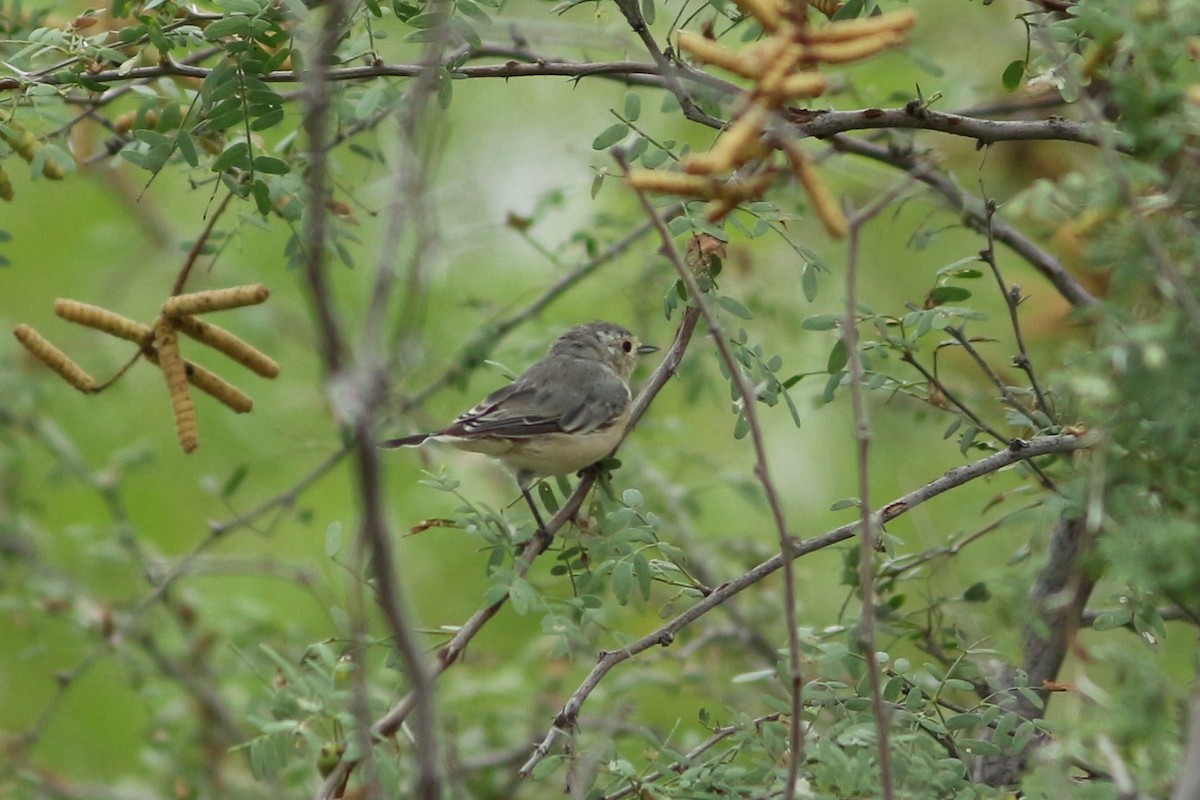 Lucy's Warbler - ML487746431