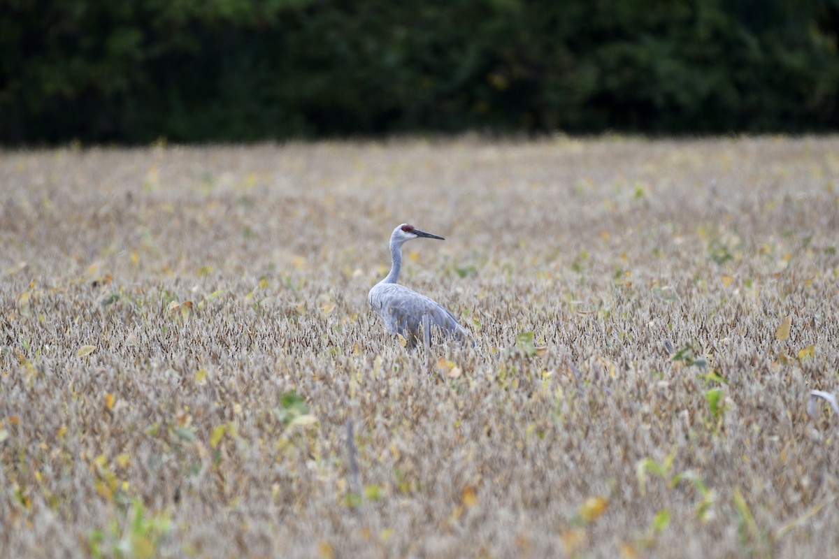 Sandhill Crane - ML487746821