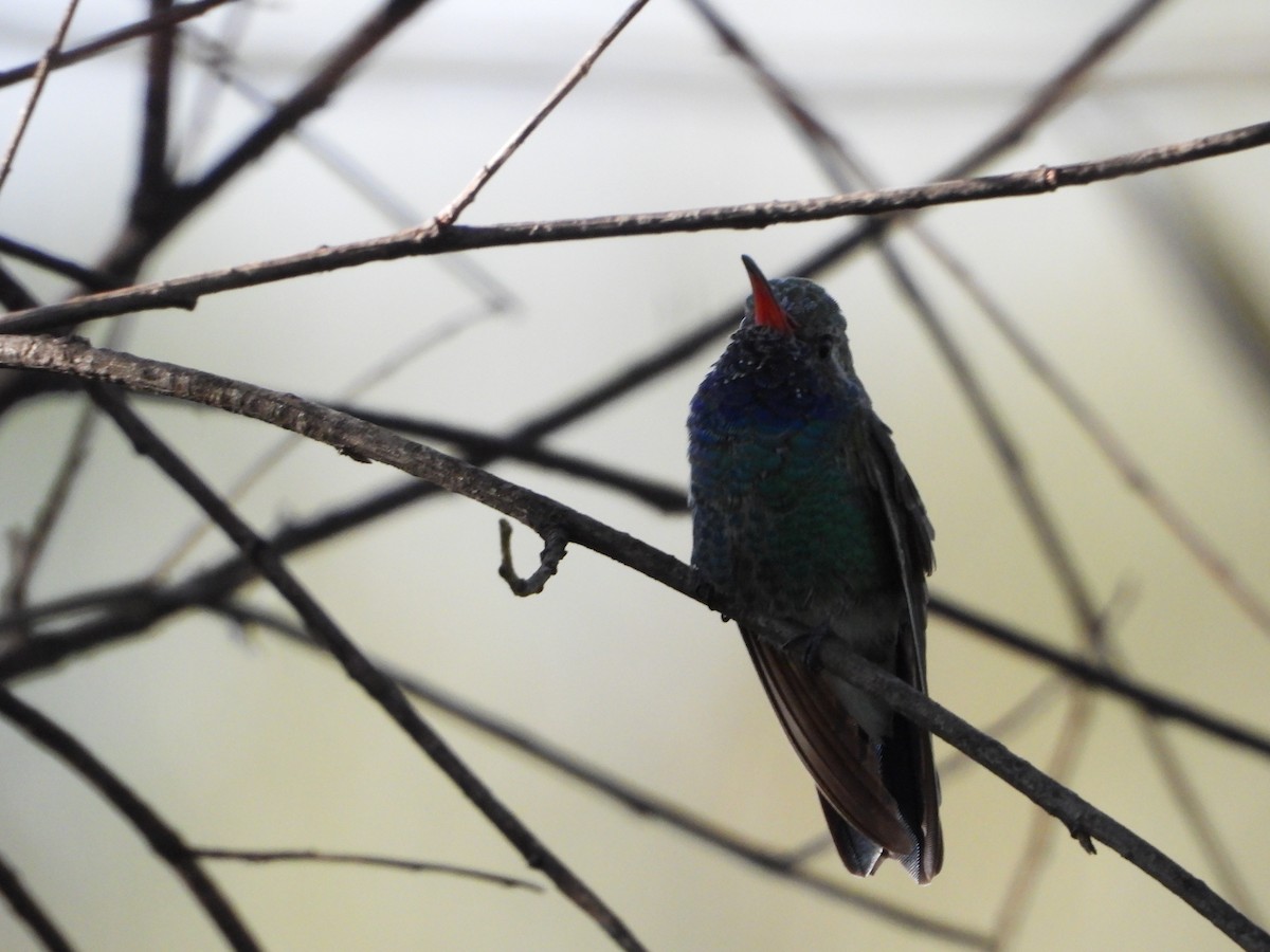 Broad-billed Hummingbird - José  Paz