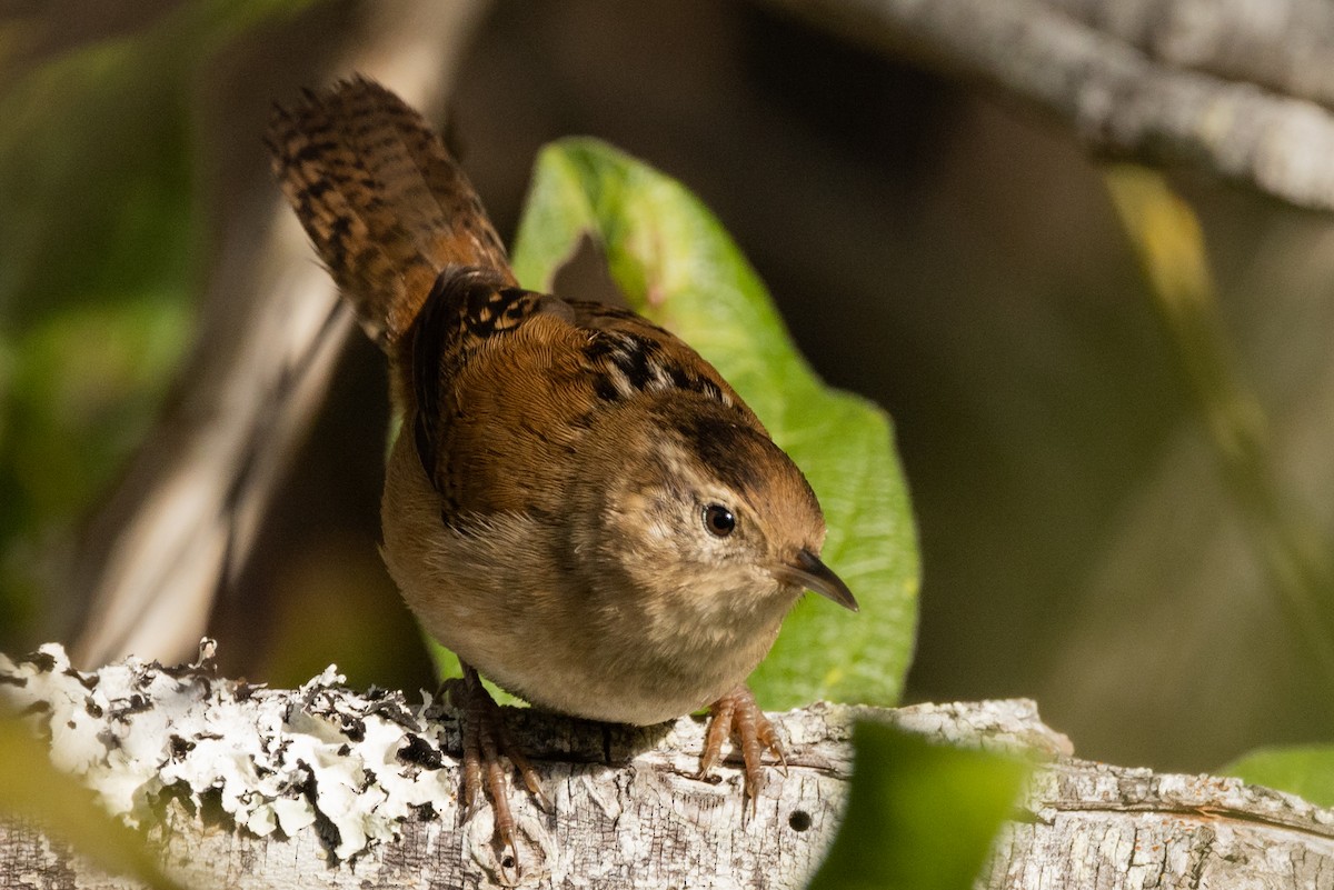 Marsh Wren - ML487747841