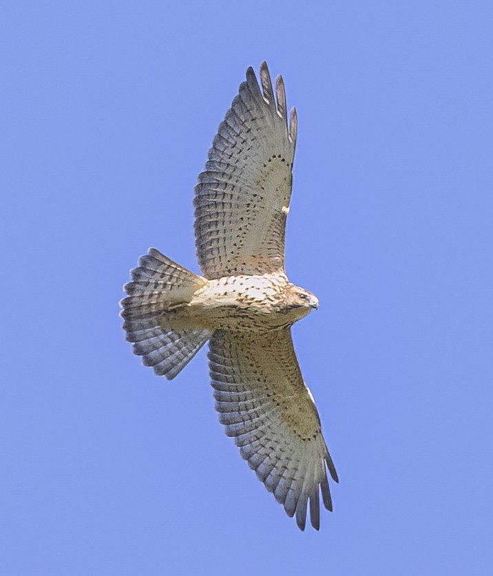 Broad-winged Hawk - ML487748121