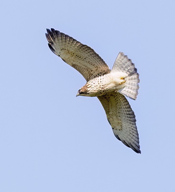 Broad-winged Hawk - Scott Young