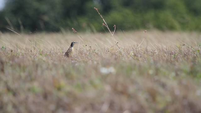 Eastern Meadowlark (Eastern) - ML487749