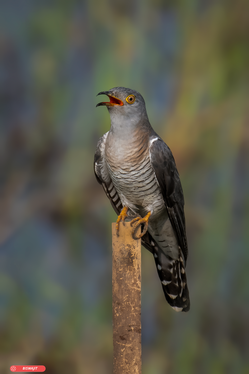 Common Cuckoo - biswajit singha