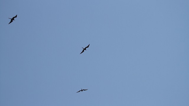 Magnificent Frigatebird - ML487750