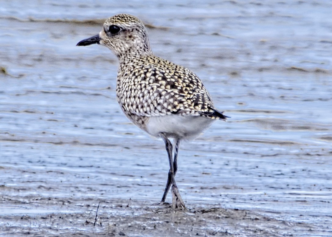 Black-bellied Plover - ML487750881