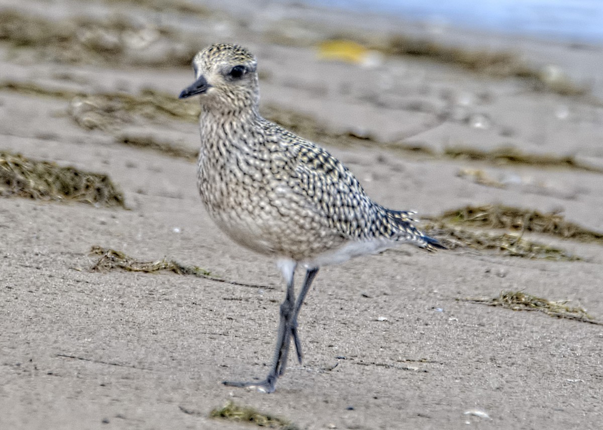 Black-bellied Plover - ML487750891