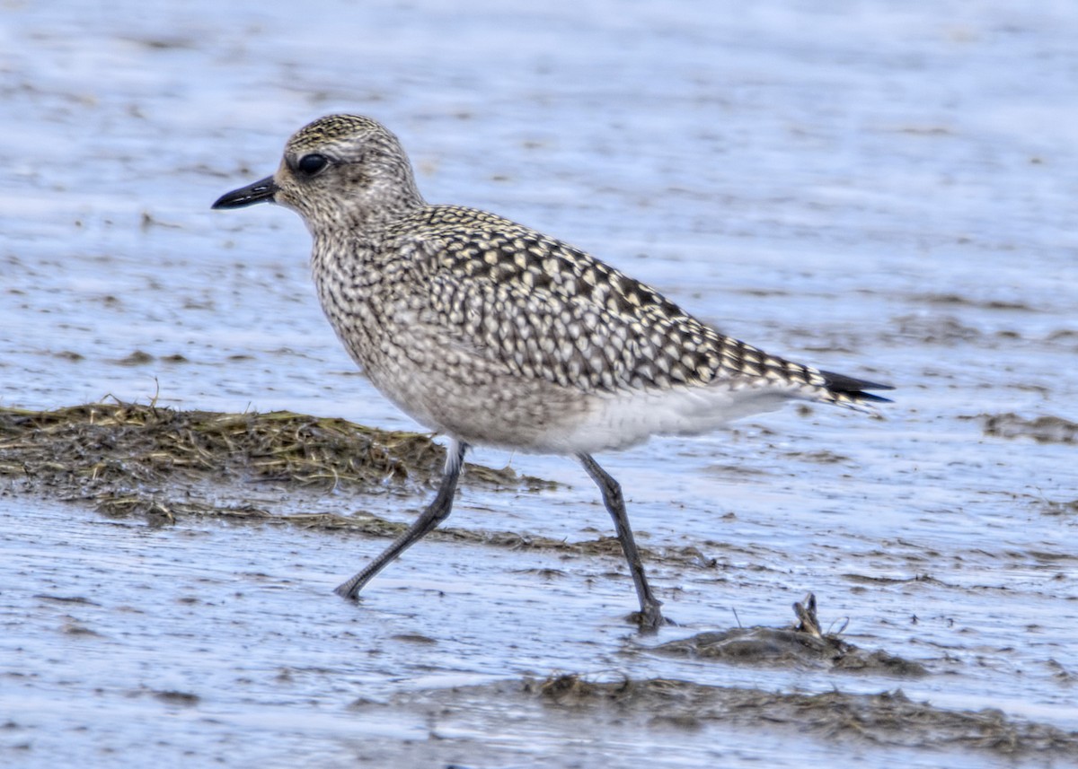 Black-bellied Plover - ML487750901