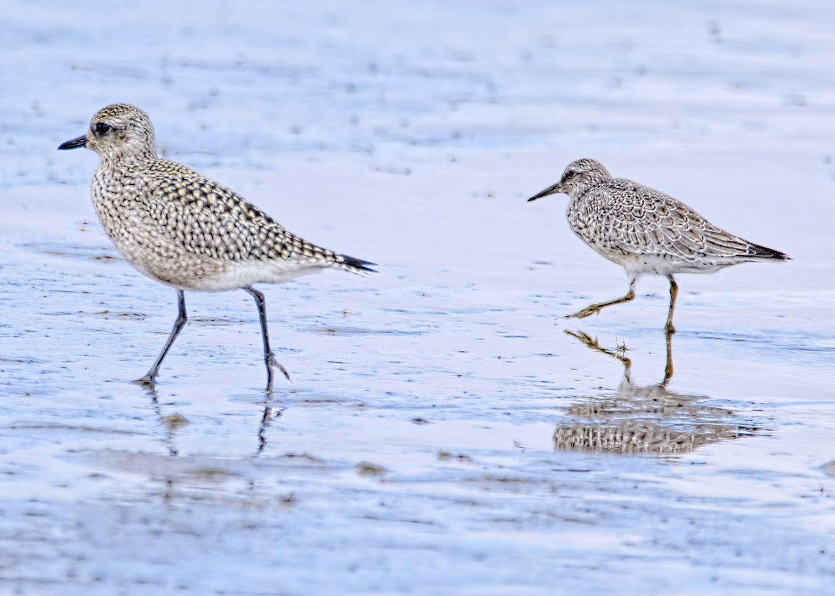 Black-bellied Plover - ML487750921