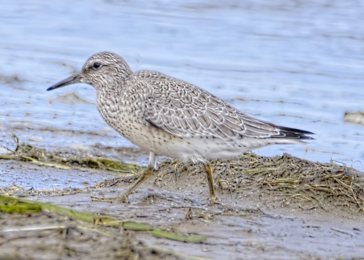 Red Knot - ML487751311