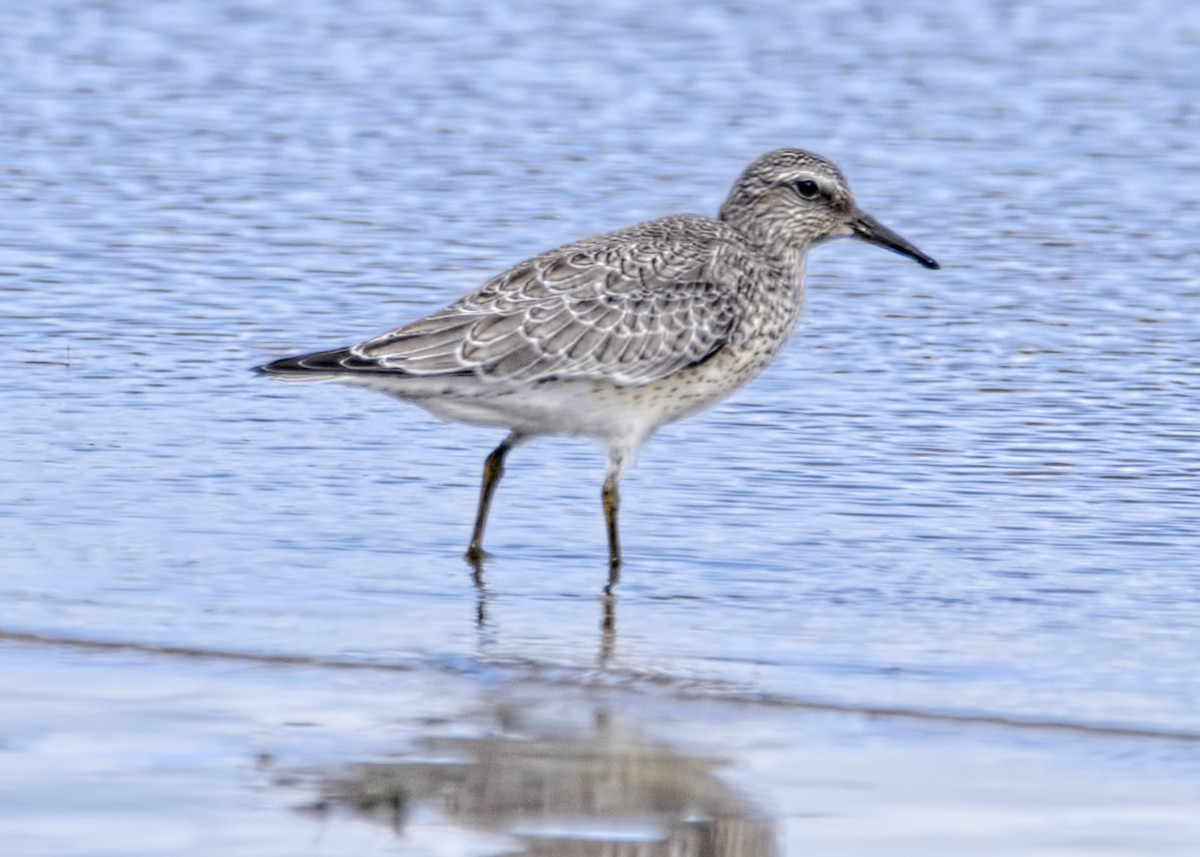 Red Knot - ML487751321