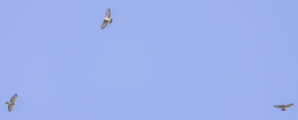 Broad-winged Hawk - ML487751431