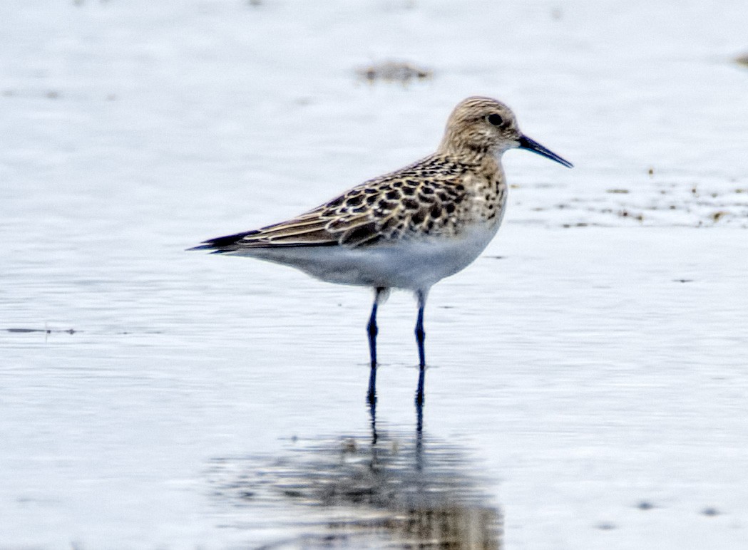 Baird's Sandpiper - ML487751451