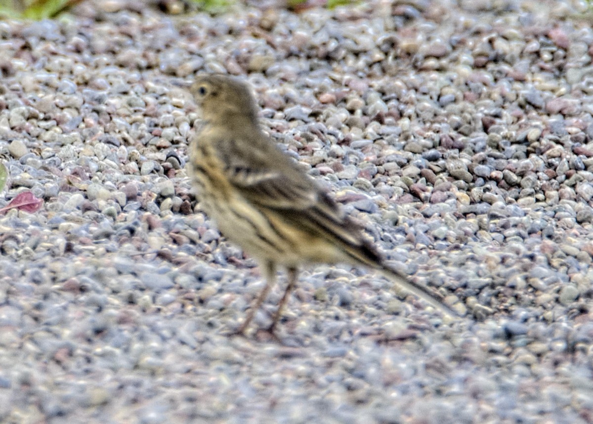 Pipit d'Amérique - ML487751671