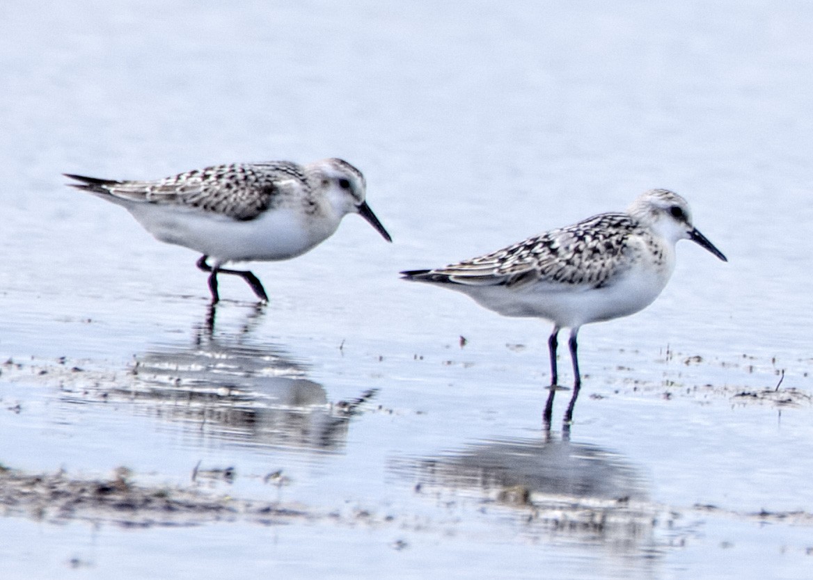 Bécasseau sanderling - ML487751811