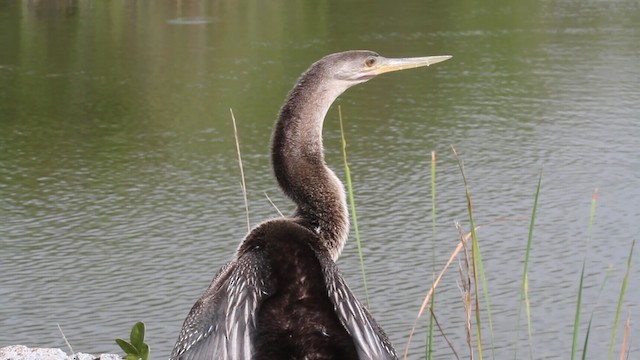 Anhinga Americana - ML487752