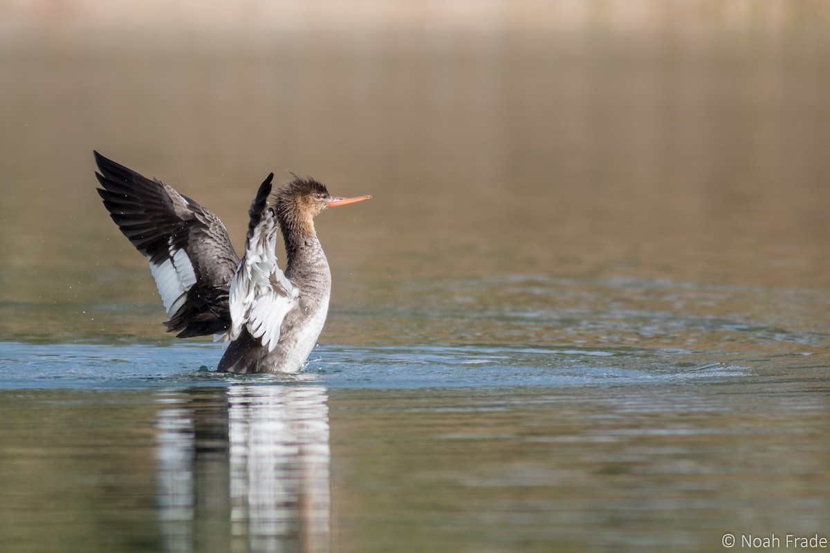 Red-breasted Merganser - ML48775221