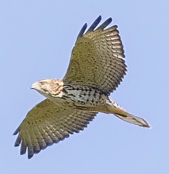 Broad-winged Hawk - ML487752321