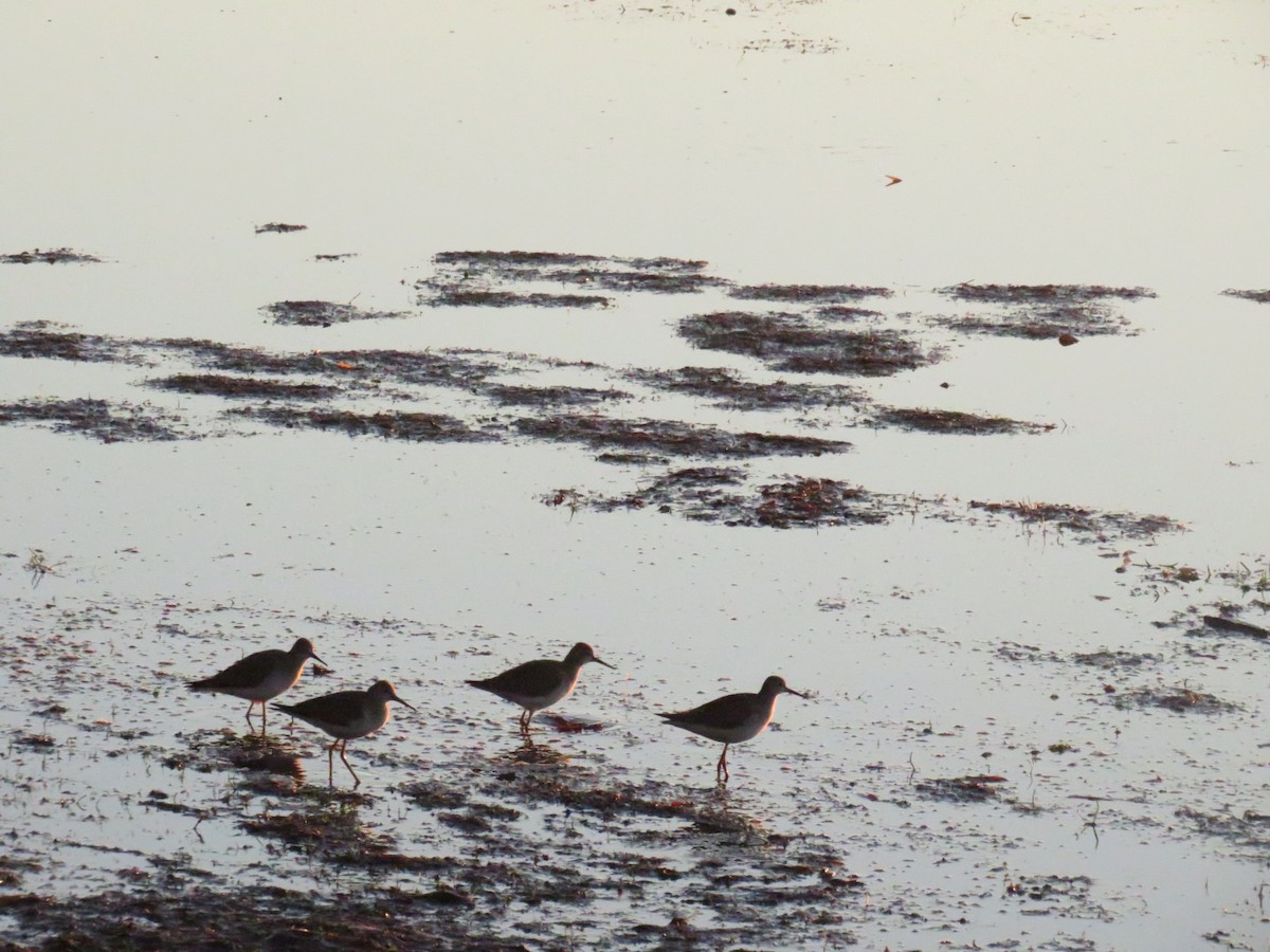 Lesser Yellowlegs - ML487752681