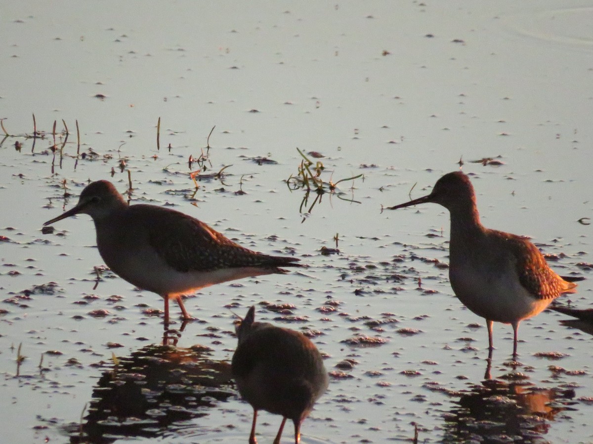 Lesser Yellowlegs - ML487752691